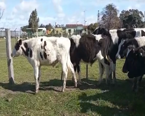 Lote (Vendido)16 Novillos holando a remate en 1º Remate Virtual 320kg -  en Colonia Italia