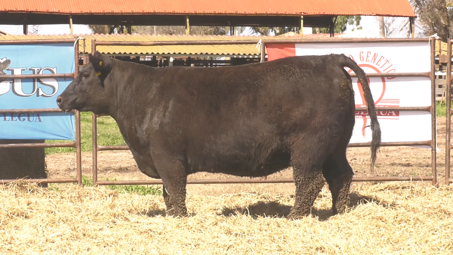 Lote VAQUILLONAS ANGUS  PP