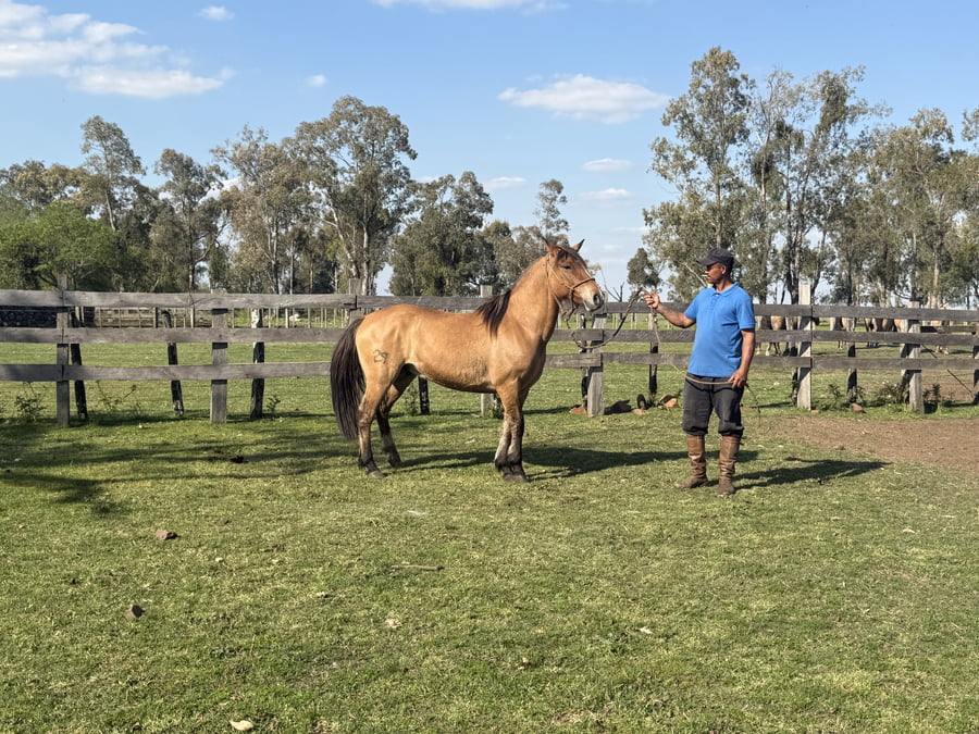 Lote Macho gatiado manso