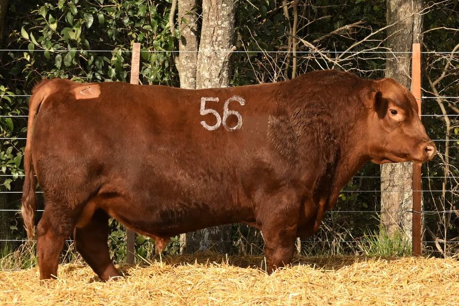Lote TOROS ANGUS PC
