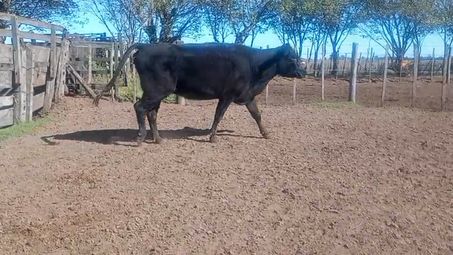 Lote Vacas San Ignaci