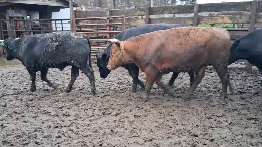 Lote 40 Novillo Gordo en Los Ángeles, VIII Región Biobío