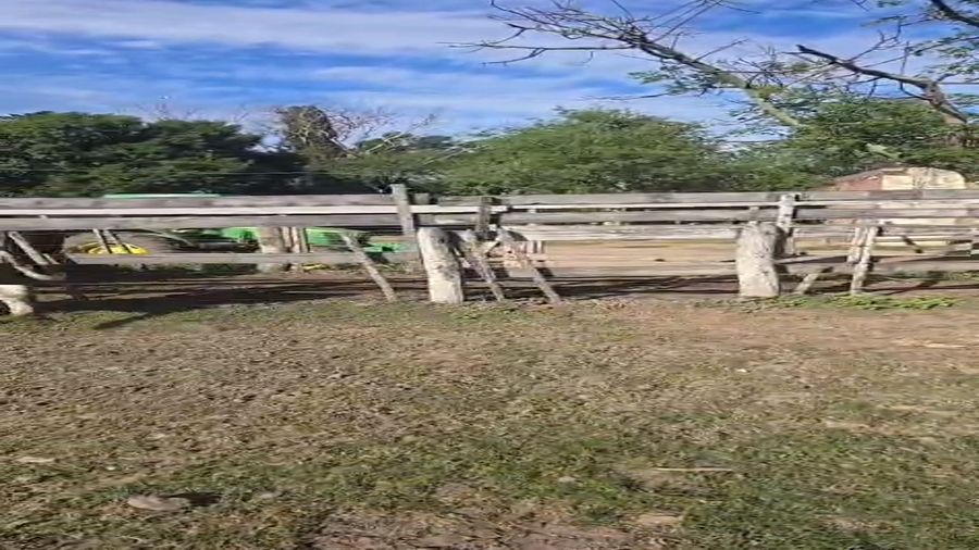 Lote 6 Terneros Holando Argentino en  Sunchales, Santa Fe