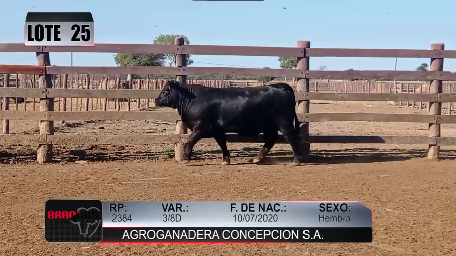 Lote Nacional de Otoño Brangus Campo - Lote 25