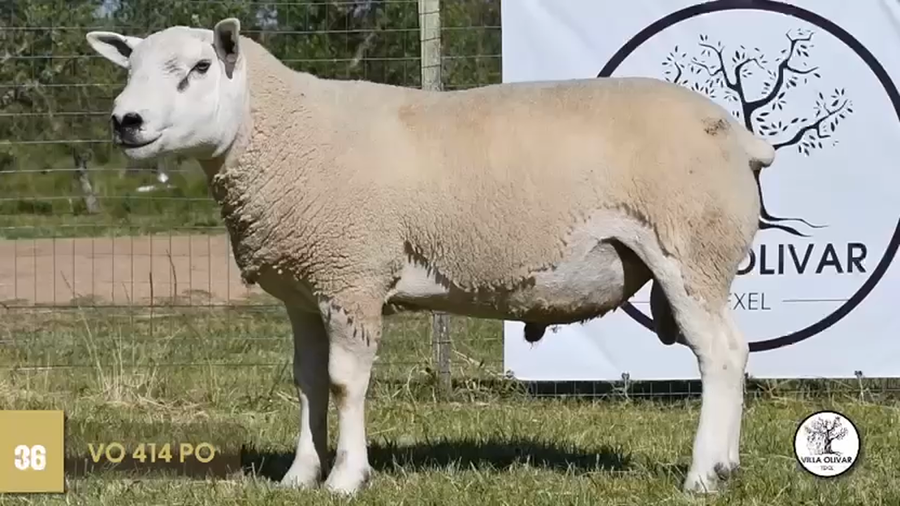 Lote (Vendido)Borregas a remate en Texel Don Amilcar y Villa Olivar, Canelones