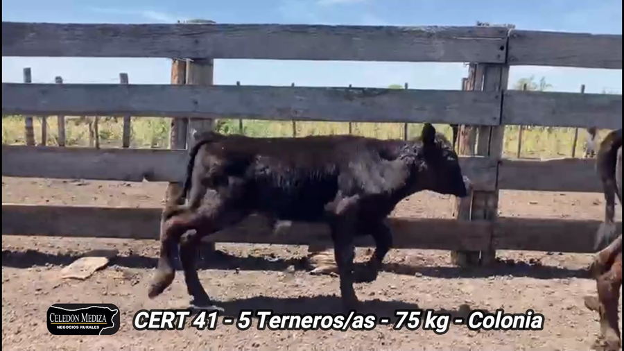 Lote 5 Terneros y Terneras en Radial Conchillas, Colonia