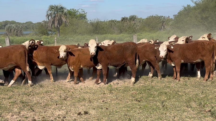 Lote 80 Terneras