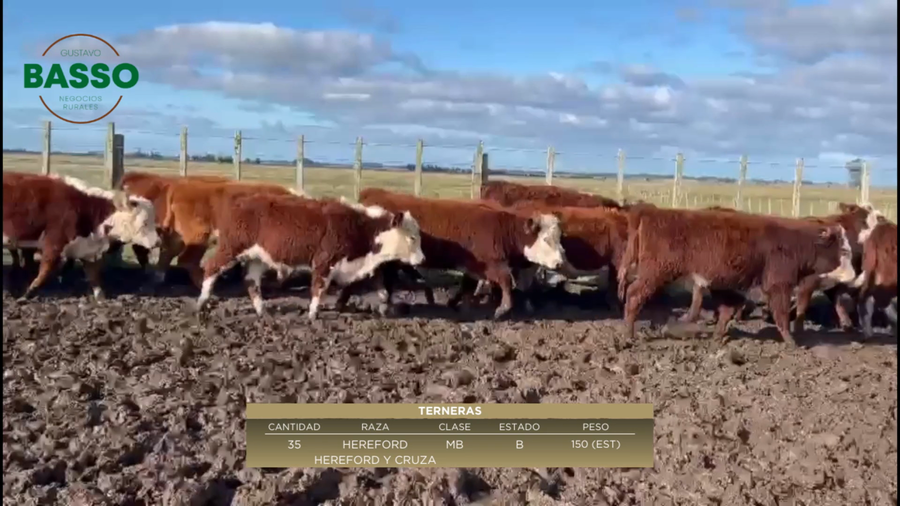 Lote 35 Terneras en El Arbolito, Rocha