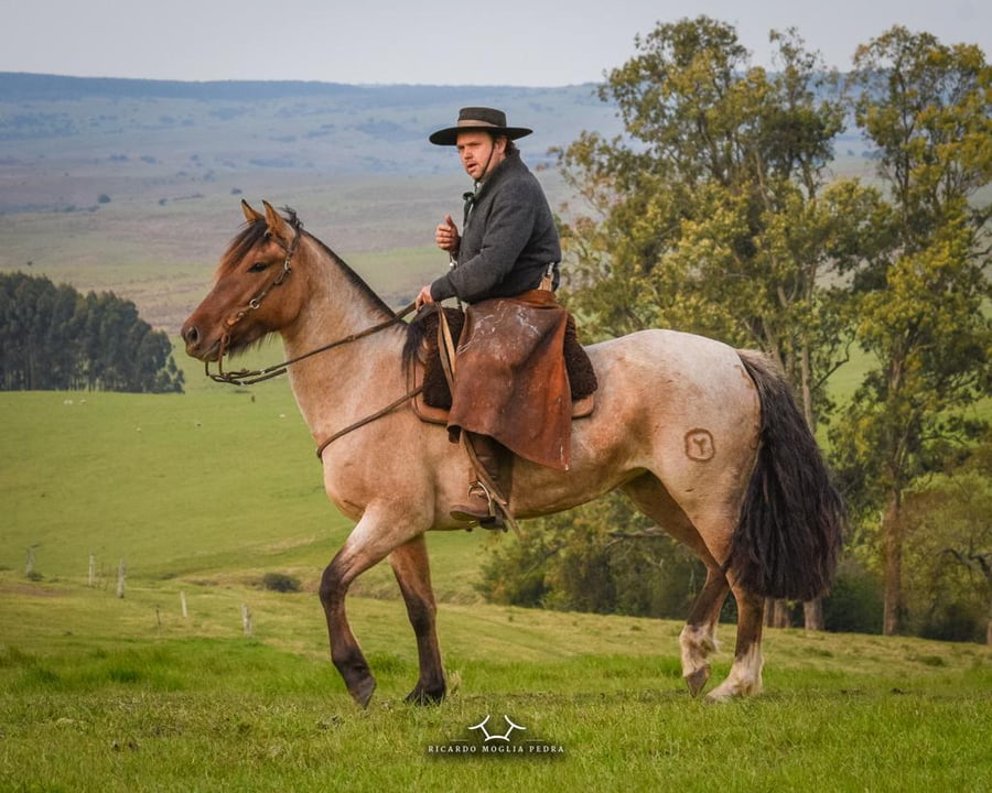 Lote Criollos da Fronteira El Gavilán Jabalina RP: 363