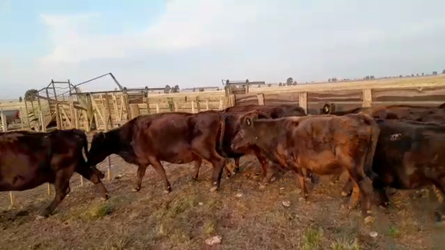 Lote 6 Vacas CUT preñadas en Benito Juárez, Buenos Aires