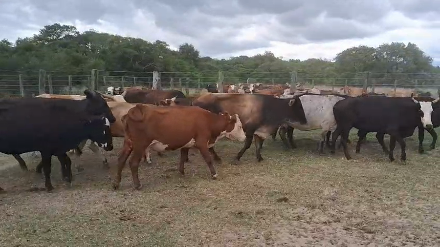 Lote 37 Vacas de invernar en Corrientes, Empedrado