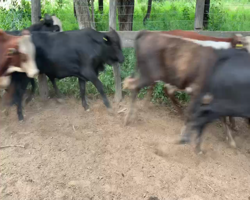 Lote 120 Terneros en Juan José Castelli, Chaco