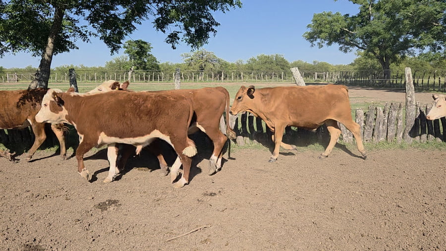 Lote 65 Novillos en Corrientes, Curuzu Cuatia