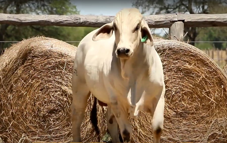 Lote TOROS DE 2 AÑOS