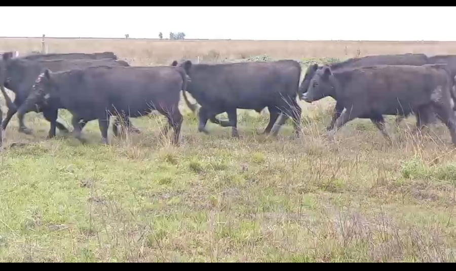 Lote 130 Novillos en Corrientes, Curuzú-Cuatiá