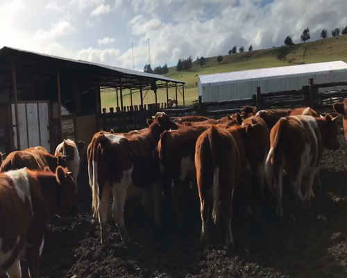 Lote 50 Novillo Engorda en Coyhaique, XI Región Aysén