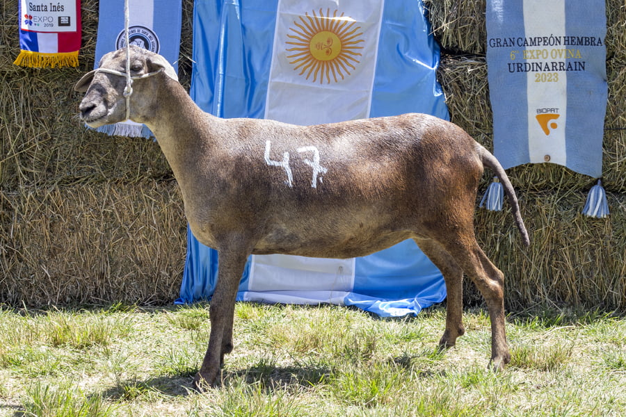 Lote SANTA INES P.P.C.