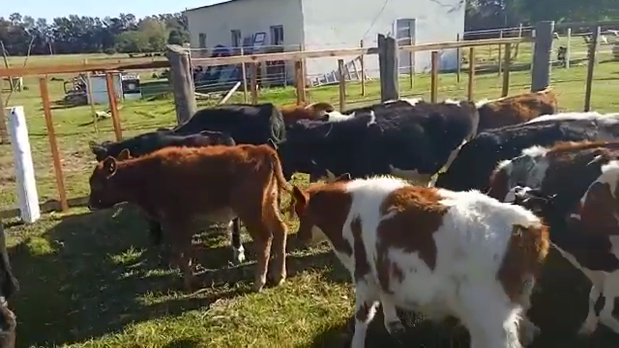 Lote 21 Terneros holando y cruzas