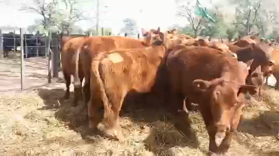 Lote "Corral 24 Vaq. PC para entorar ""Alibu"""