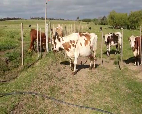 Lote Vacas
