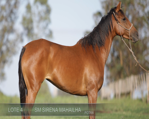 Lote SM SIRENA MAHAILHA