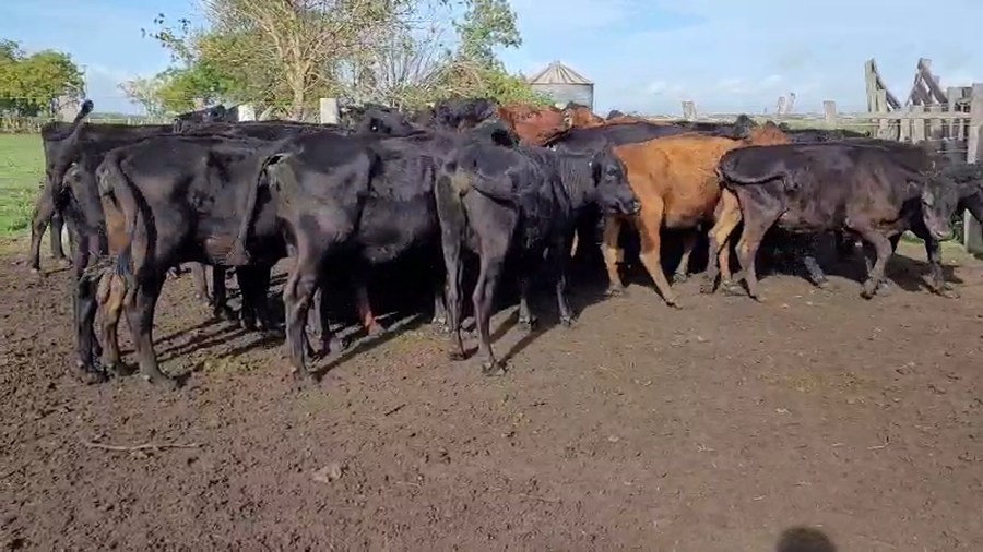 Lote 30 Vacas de invernar en Villaguay, Entre Ríos