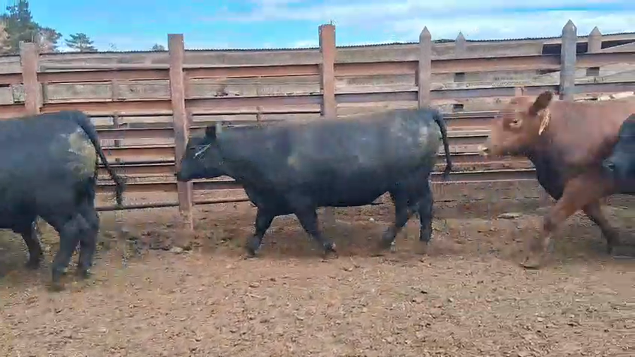 Lote 20 Novillo Gordo en Los Ángeles, VIII Región Biobío