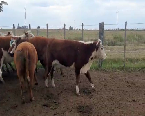 Lote 17 Vaquillonas  HEREFORD Y CRUZAS a remate en Pantalla Camy 310 - 330kg - , San José