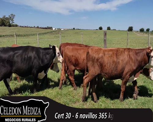 Lote (Vendido)6 Novillos 5 HE X RA,  1 HE X AA a remate en 14 remate por pantalla - Celedón 365kg - , Colonia
