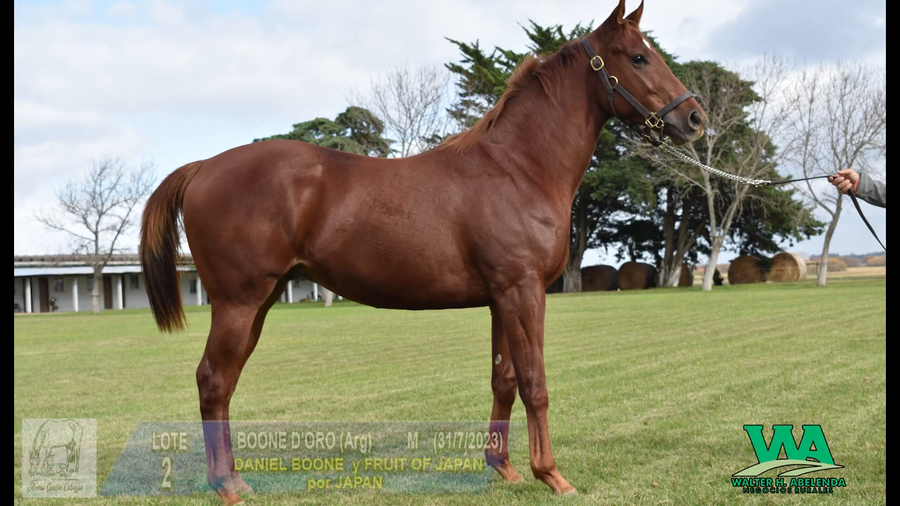 Lote BOONE D'ORO (Arg)