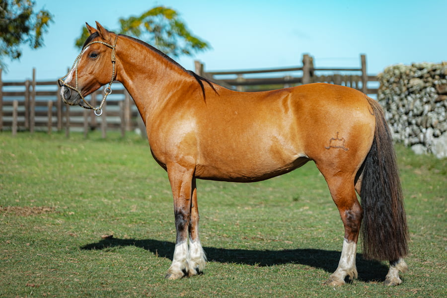 Lote Consejero Ratonera