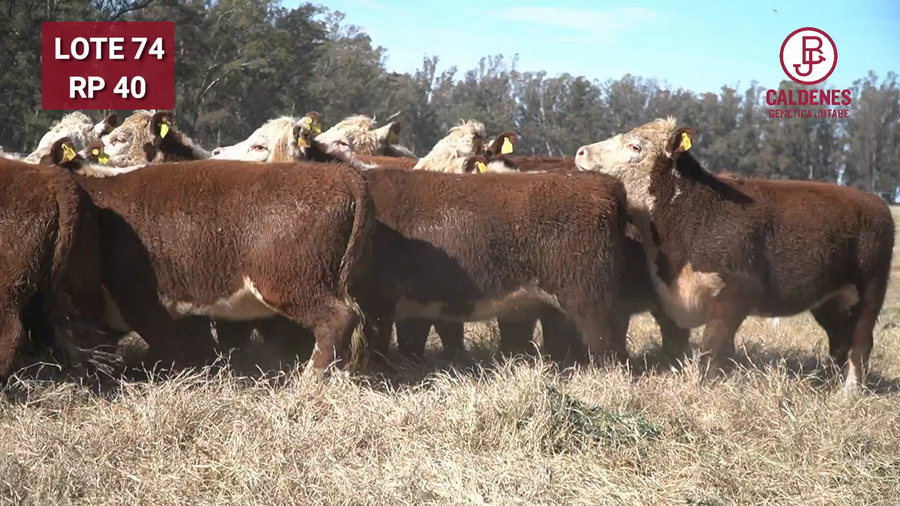 Lote Vaquillonas PR Preñadas Parición Otoño (INSEMINACION ARTIFICIAL)