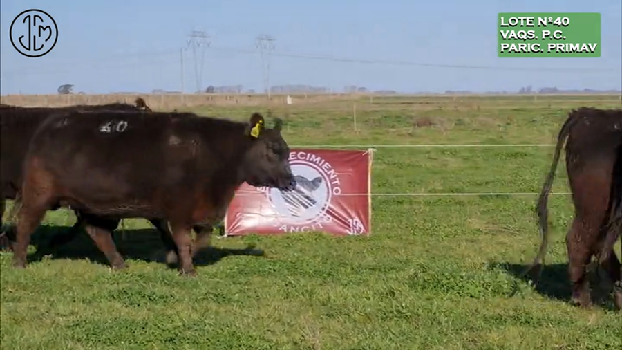 Lote """Establecimiento Juancito"" de Juan Carlos Mayoral VAQUILLONAS P.C. - PREÑADAS - PARICION PRIMAVERA"