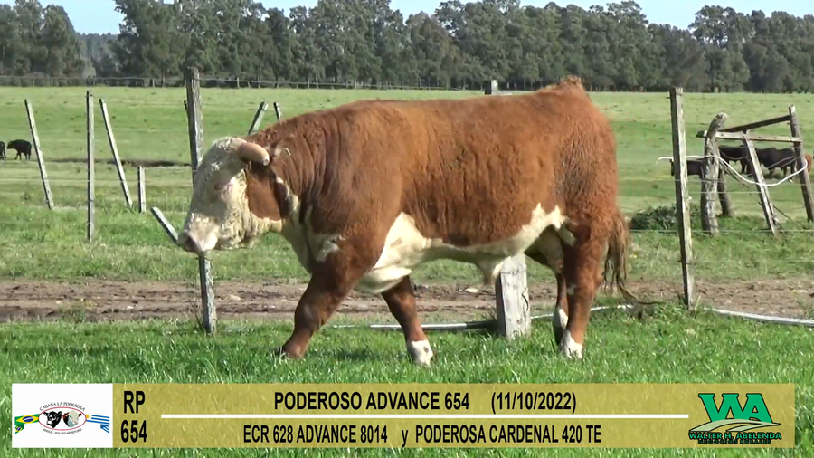 Lote Toros PI / PO / PC Hereford a remate en Cabaña La Poderosa, Florida