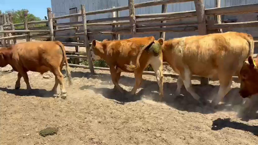 Lote 22 Novillo Engorda en Melipilla, Región Metropolitana