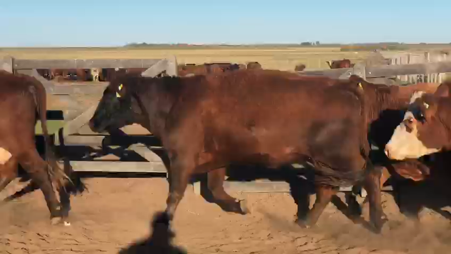 Lote 50 Vacas medio uso C/ gtia de preñez en América, Buenos Aires