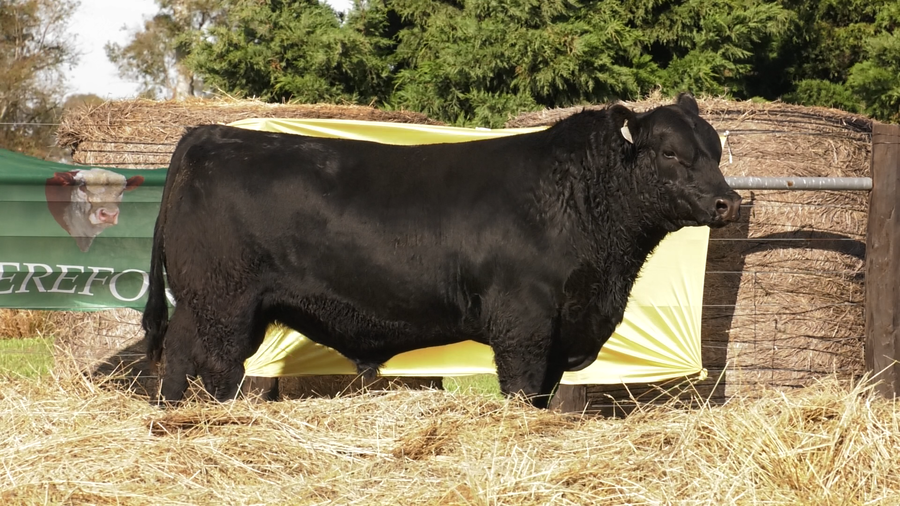 Lote TOROS ABERDEEN ANGUS PP