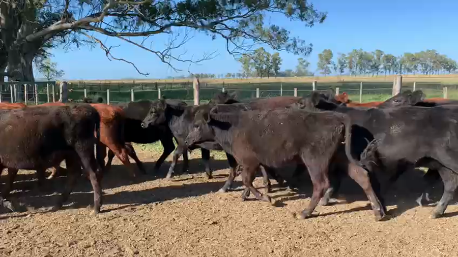 Lote 80 Terneros/as en Buenos Aires, Las Flores