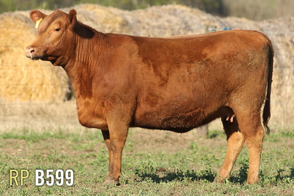 Lote 4 VAQUILLONAS PREÑADAS PURAS DE PEDIGREE