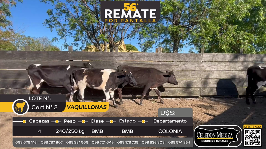 Lote 4 Vaquillonas  en Paso Antolín, Colonia