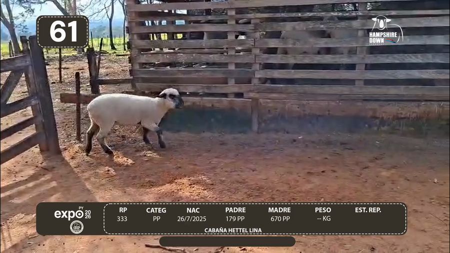Lote LOTE 61 - CAMPO