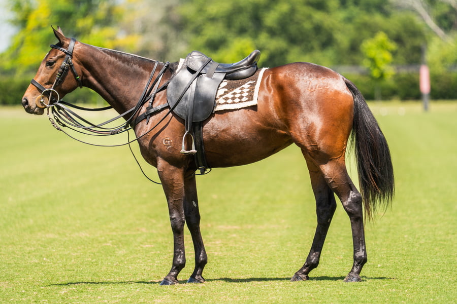 Lote GETE OBSECUENTE