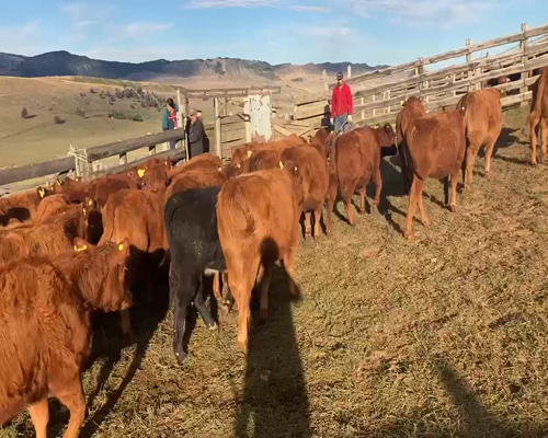 Lote 52 Ternera en Coyhaique, XI Región Aysén