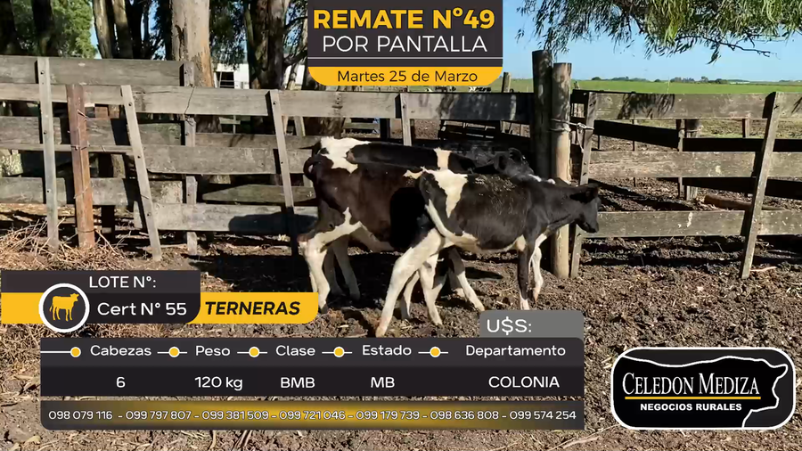 Lote 6 Terneras en Otra Localidad, Colonia