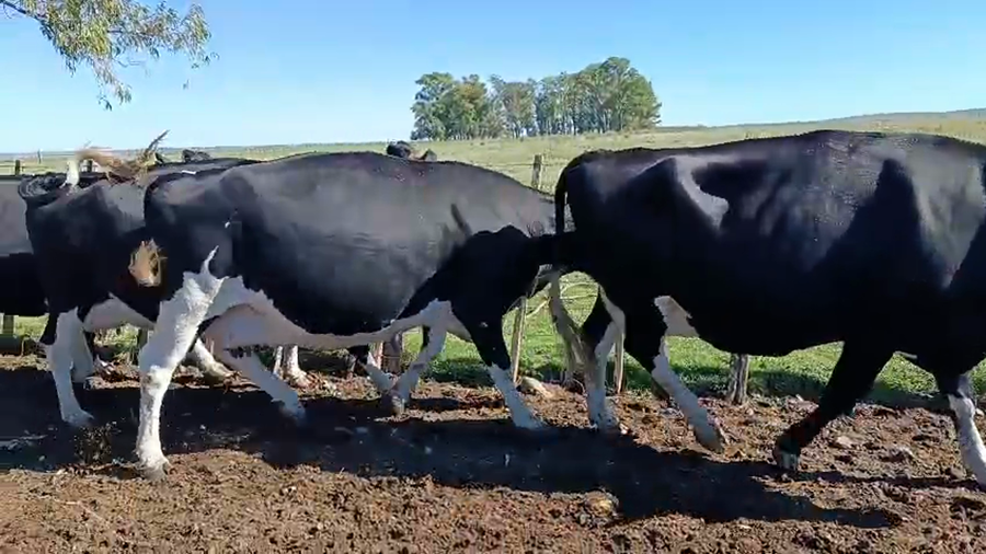 Lote 4 Vaca a remate en Pantalla Camy - Aniversario 31 Años 600kg - , San José