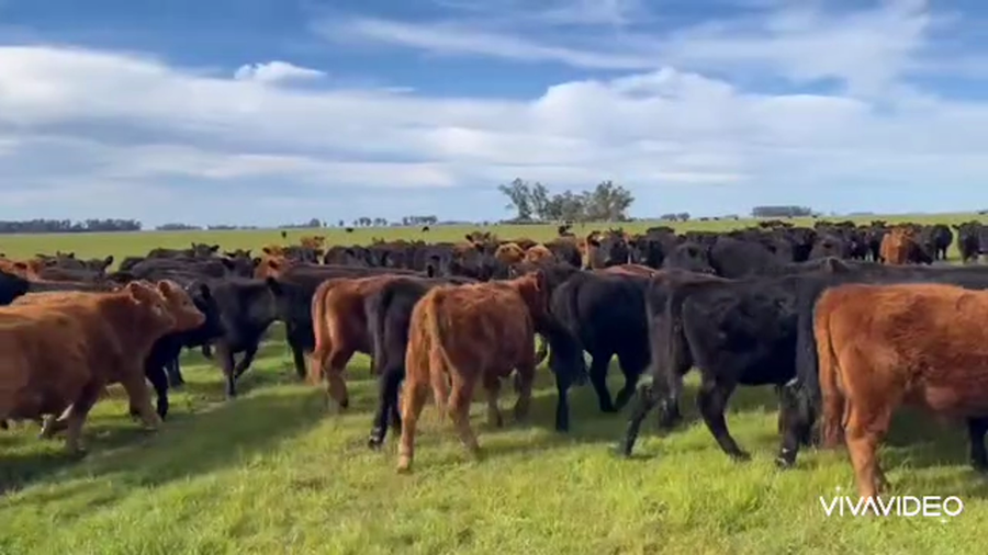 Lote 1000 Novillitos en Las Flores, Buenos Aires