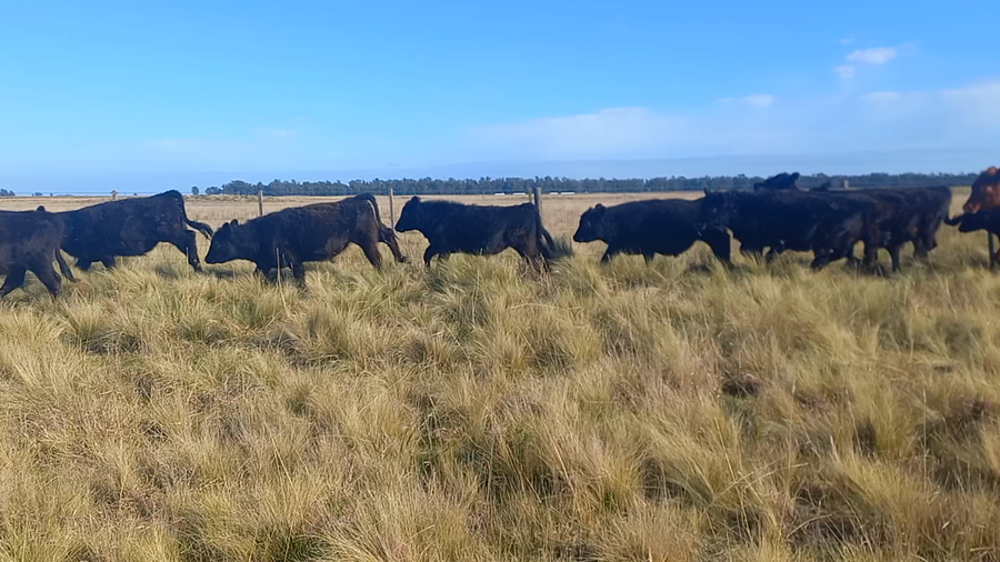 Lote 61 Terneros en San Cayetano