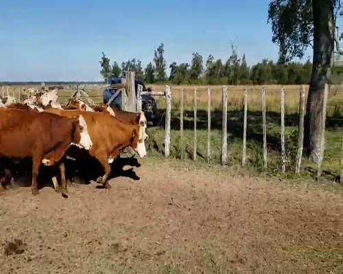 Lote 15 Vacas CUT  en Ituzaingó, Corrientes