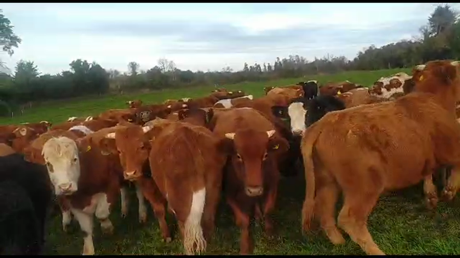 Lote 50 Novillo Engorda en Paillaco, XIV Región Los Ríos