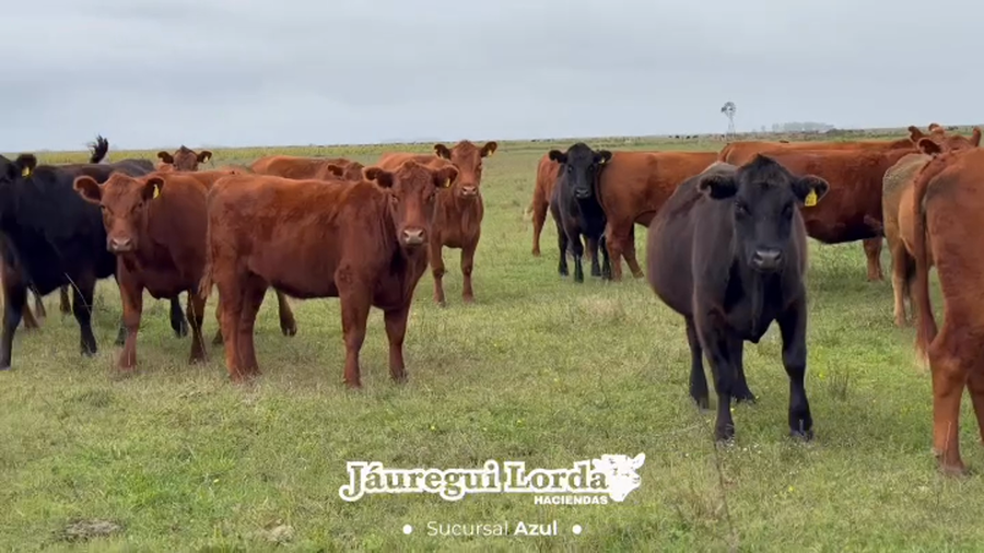 Lote 37 Vaquillonas C/ gtia de preñez